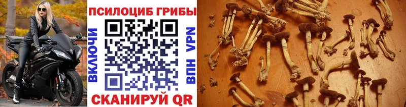 Псилоцибиновые грибы Psilocybine cubensis  где найти наркотики  Стерлитамак 